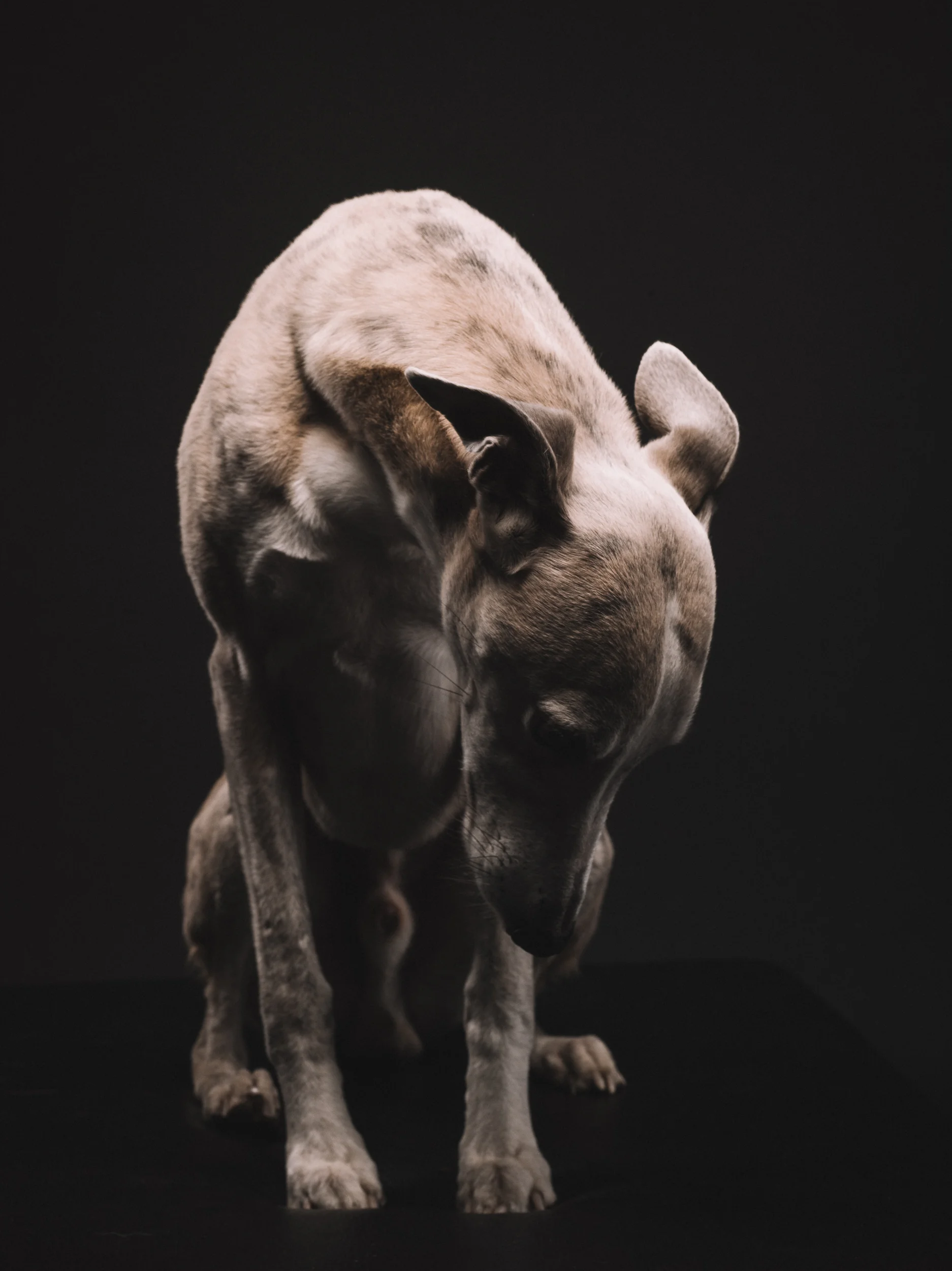 klaus-dyba-whippet-beau-jaques-6.jpg