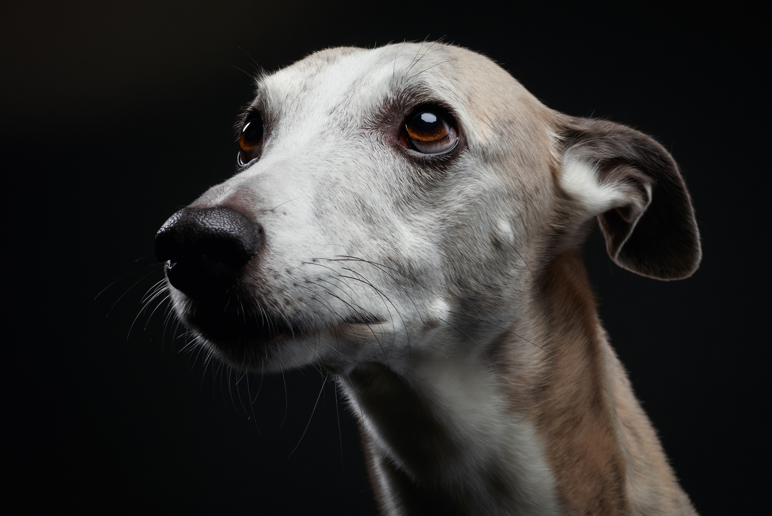 True dogs. True dogs. Рыжий пес: самый верный (2016). True dogs. Пустынная овчарка.