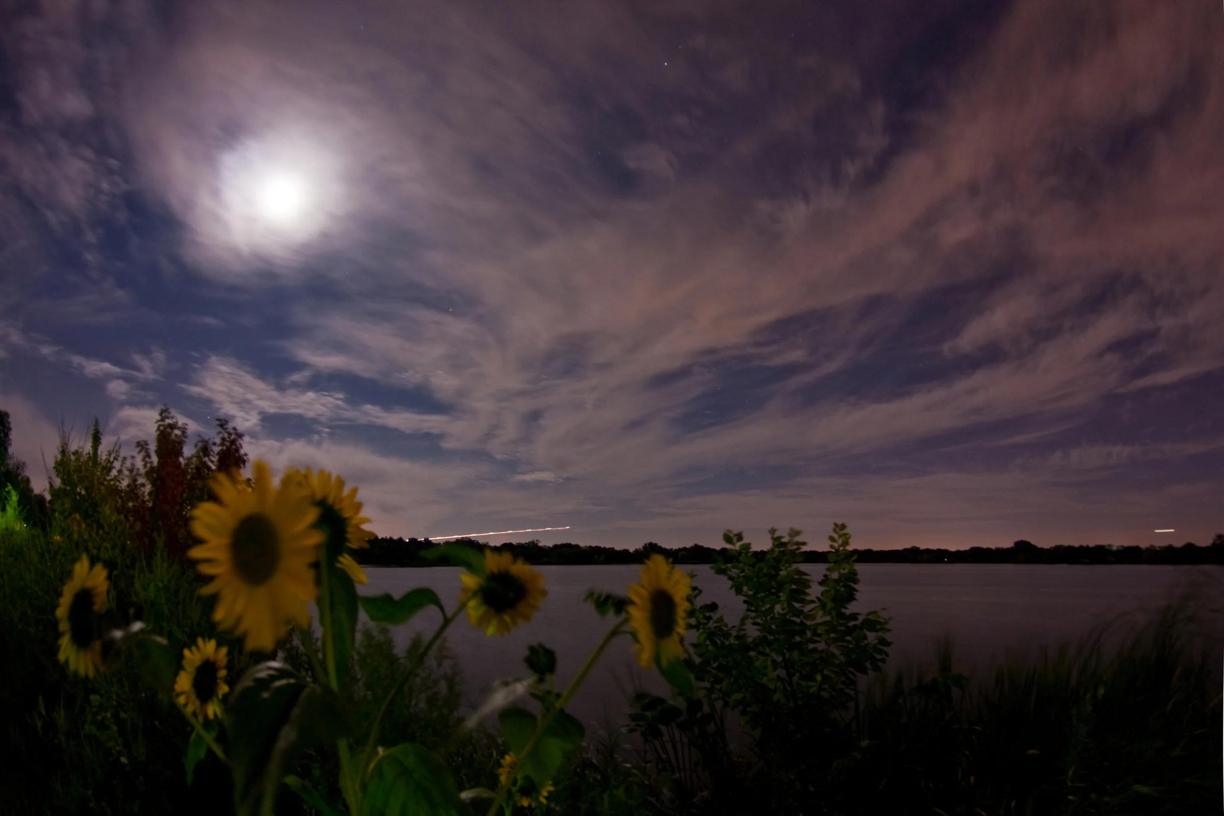 moonflowers.jpg