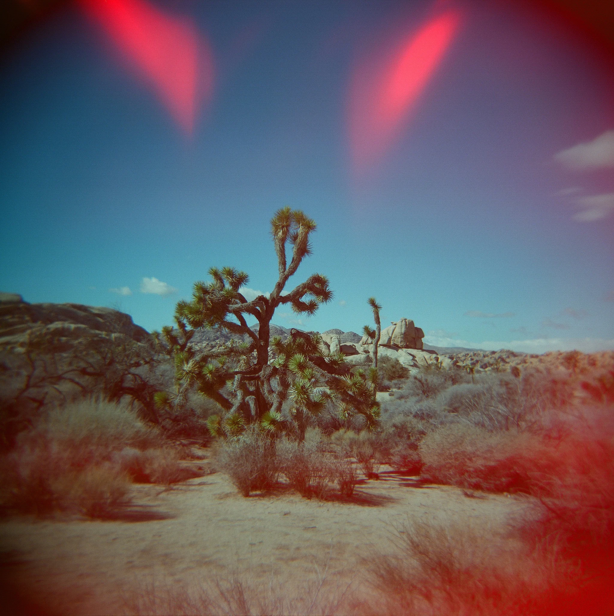 Holga