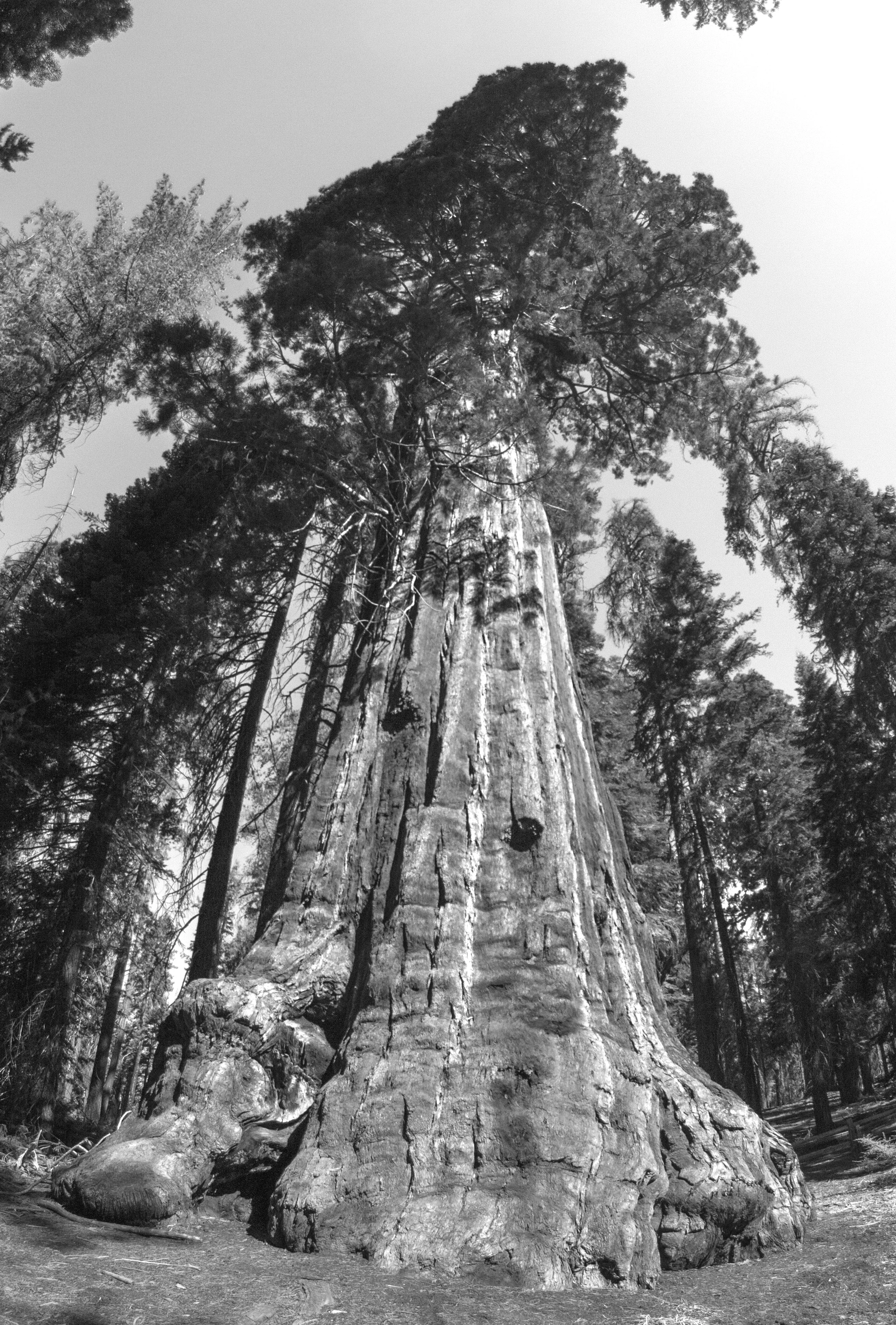 sequoia1bw.jpg