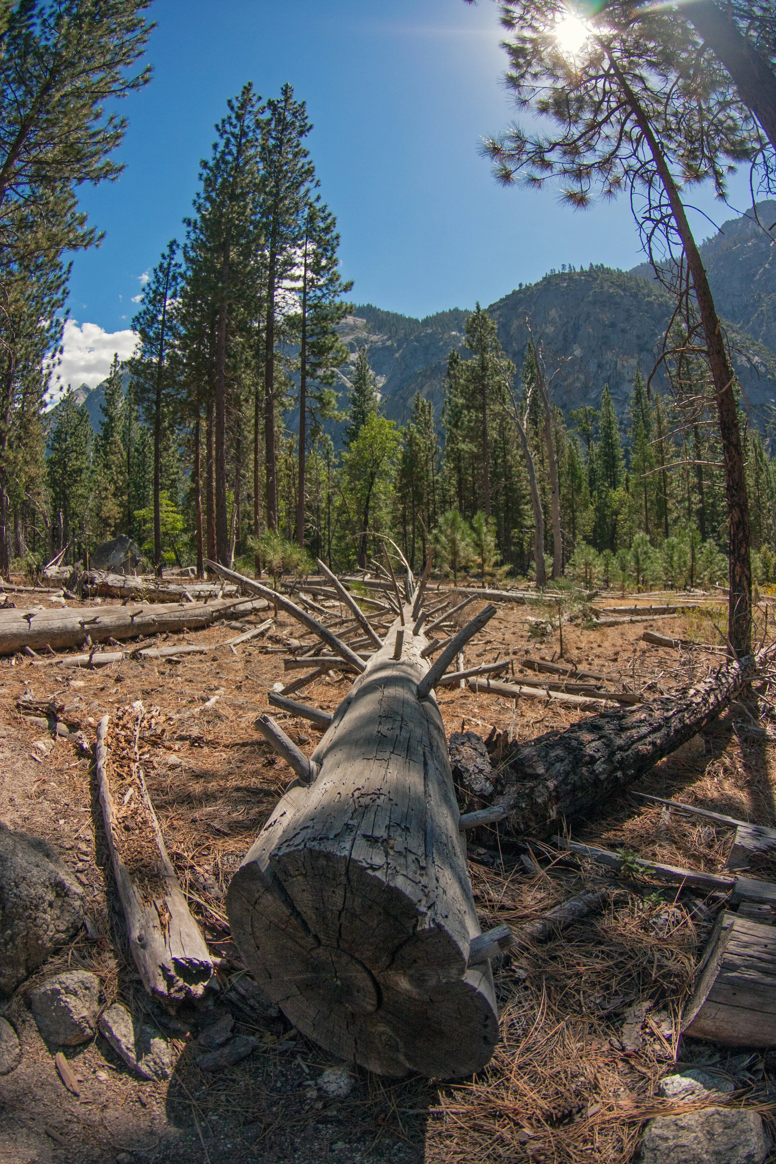 sequoia10.jpg