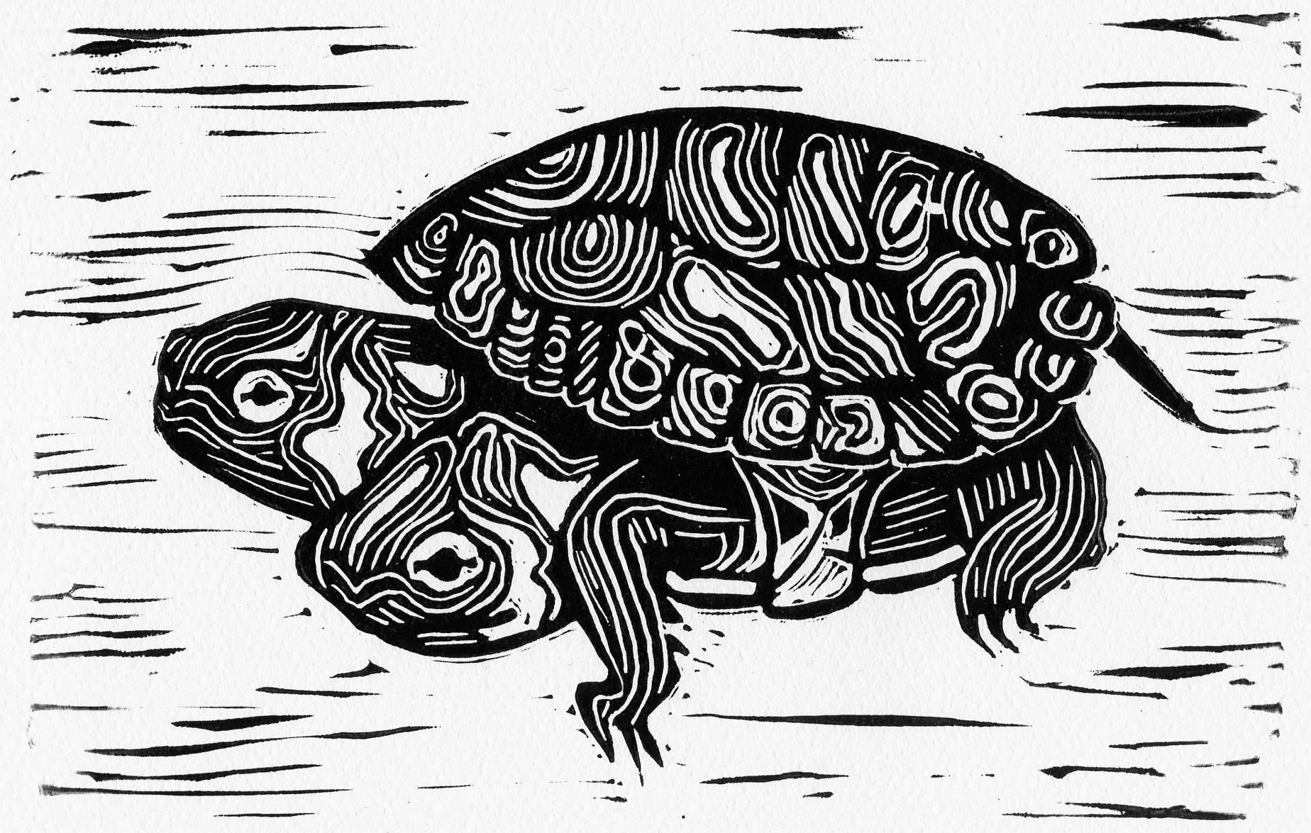 VII turtle.jpg