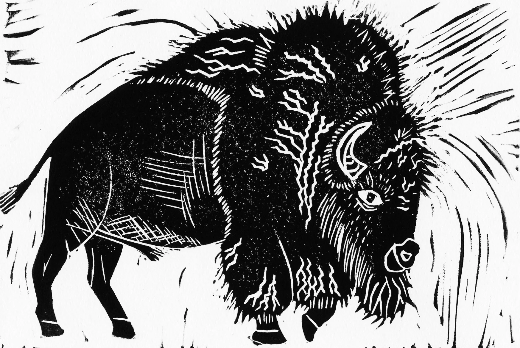XX bison.jpg