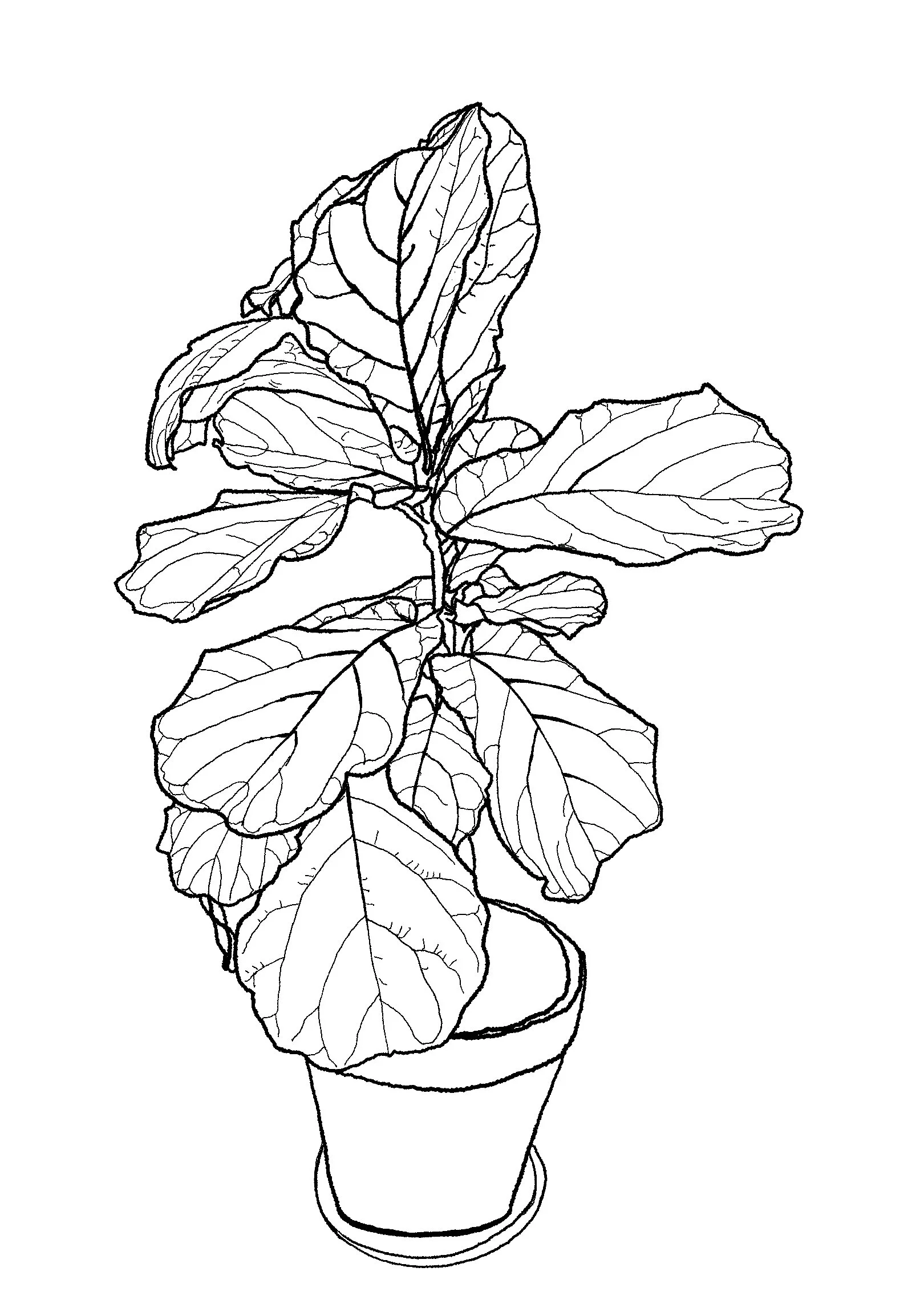 Outline_Fred_Fig 2.jpg