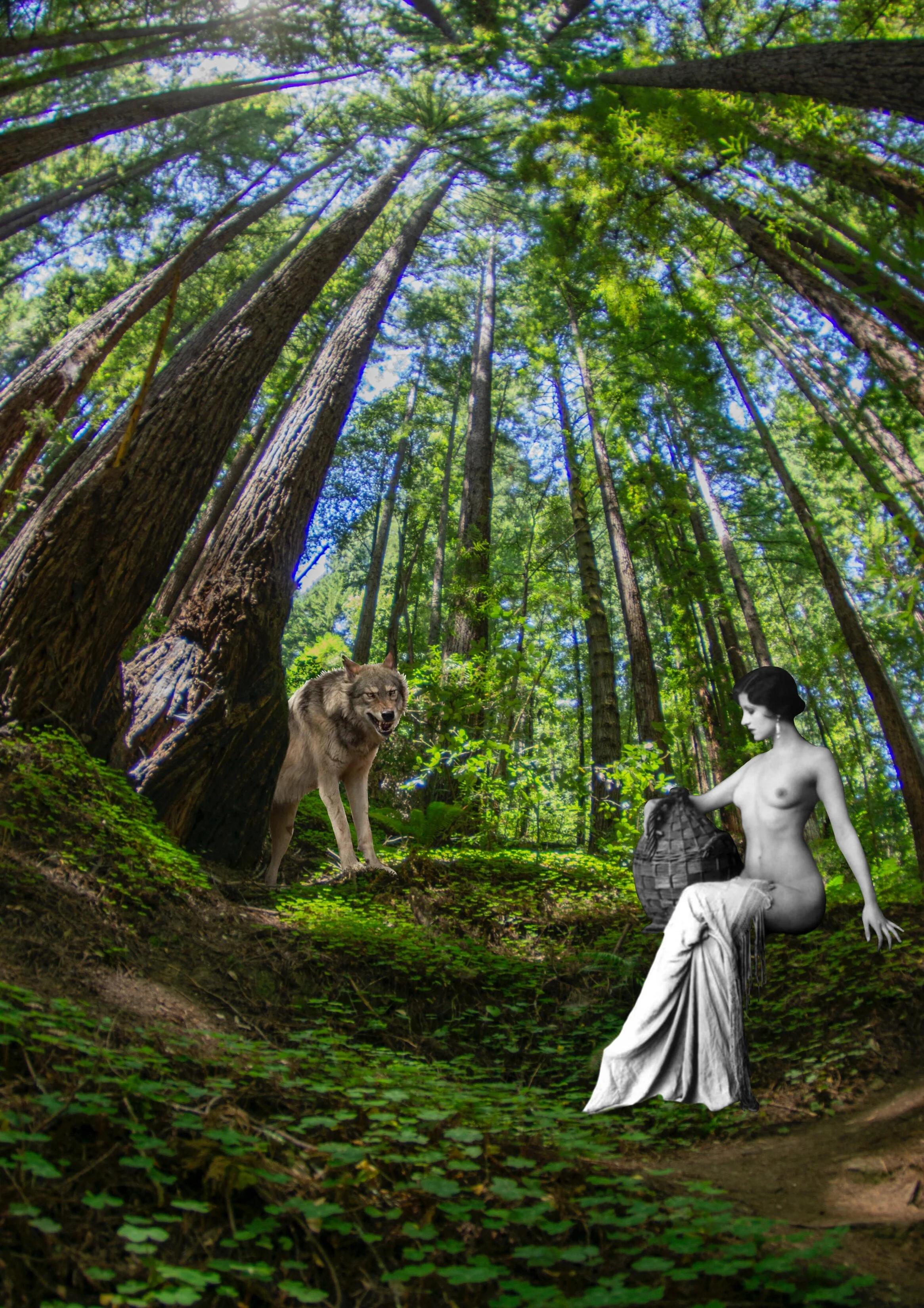 Redwoods.jpg