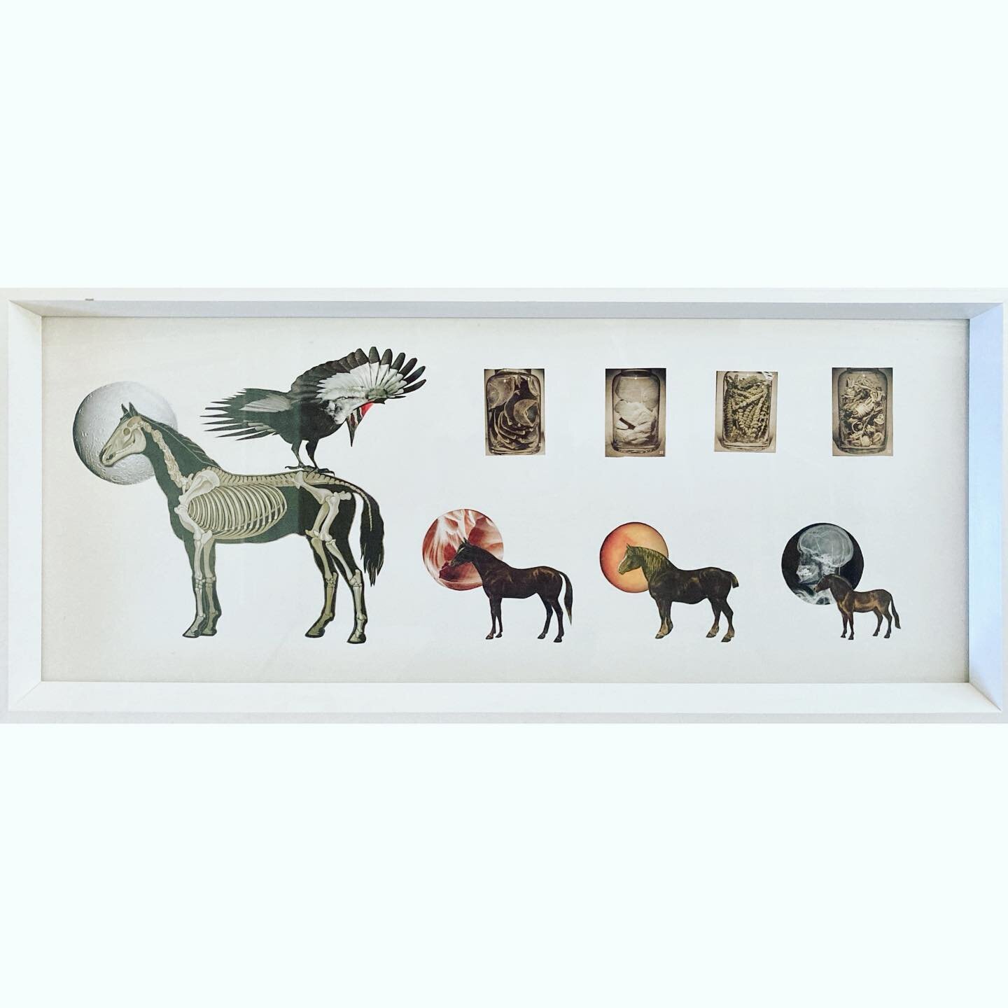 Here&rsquo;s an analog for ya. 12.5&rdquo;x28.5&rdquo; framed 🐴 

#collage #horse #anatomical #woodpecker #bird #artistsoninstagram
