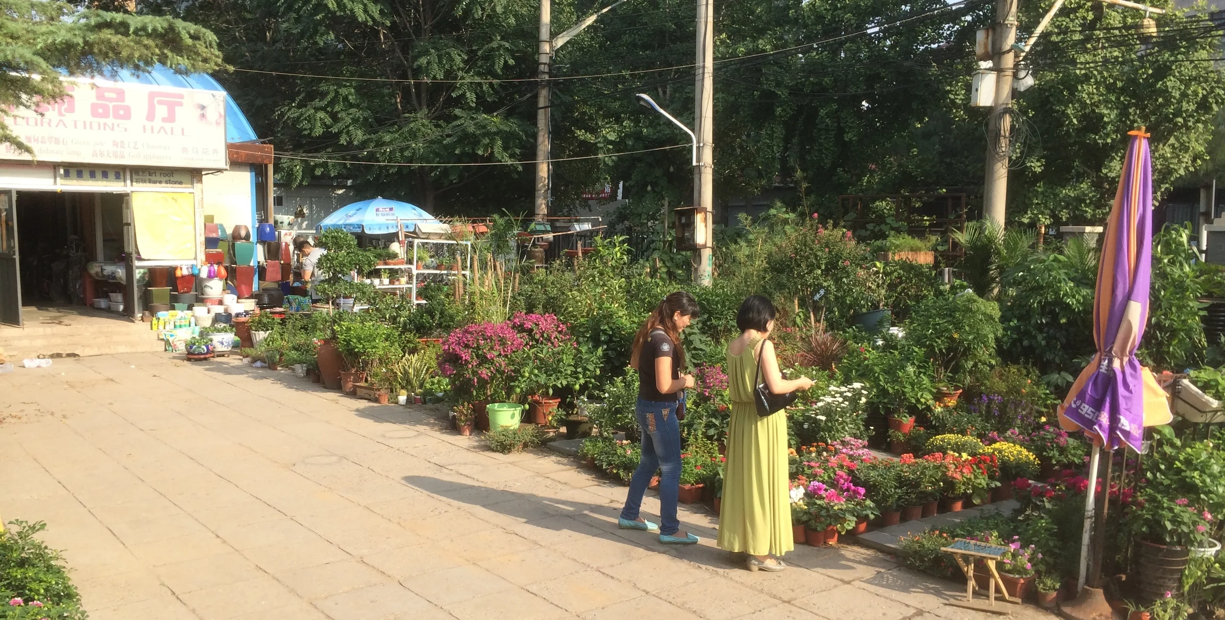 ended up walking into a city nursery....there's another building behind me....filled with cut flowers. they were also selling little birds in cages....