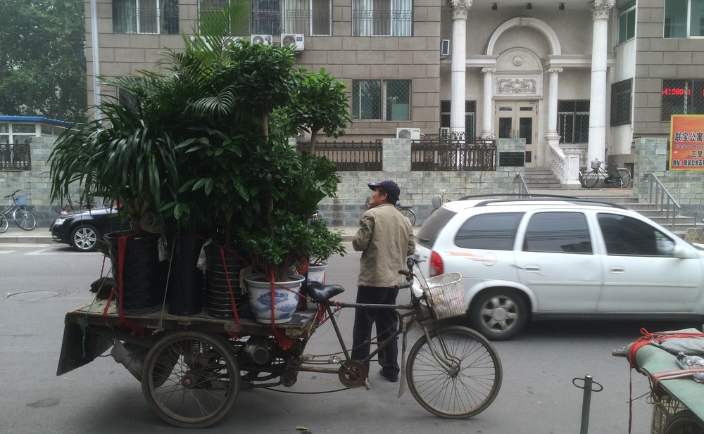  this guy was selling plants...from his bicycle 