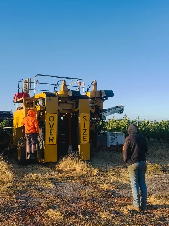 And we are off and running with Vintage 2026
The A-Team from Chalk Hill Viticulture delivered the Bastardo and Muscat Petit Au Grains bright and early at a brisk 12C this morning. Perfect temperature to retain freshness 🥰
Then the legends from @oliv