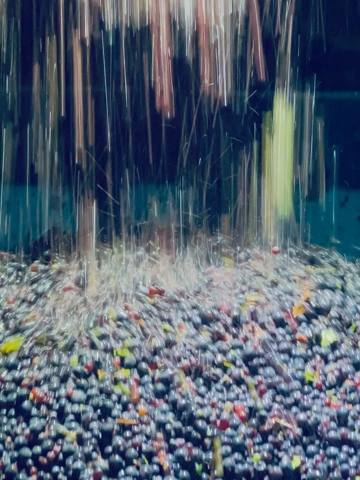 And by night we Sangiovese 
Beautiful black &ldquo;Miracles&rdquo; destined for our 2026 Marco Polo
Fruit looks amazing!
Props to the legends at Chalk Hill Viticulture @sazatkin for whipping it off in pristine condition and the A Team @miraclehillwin