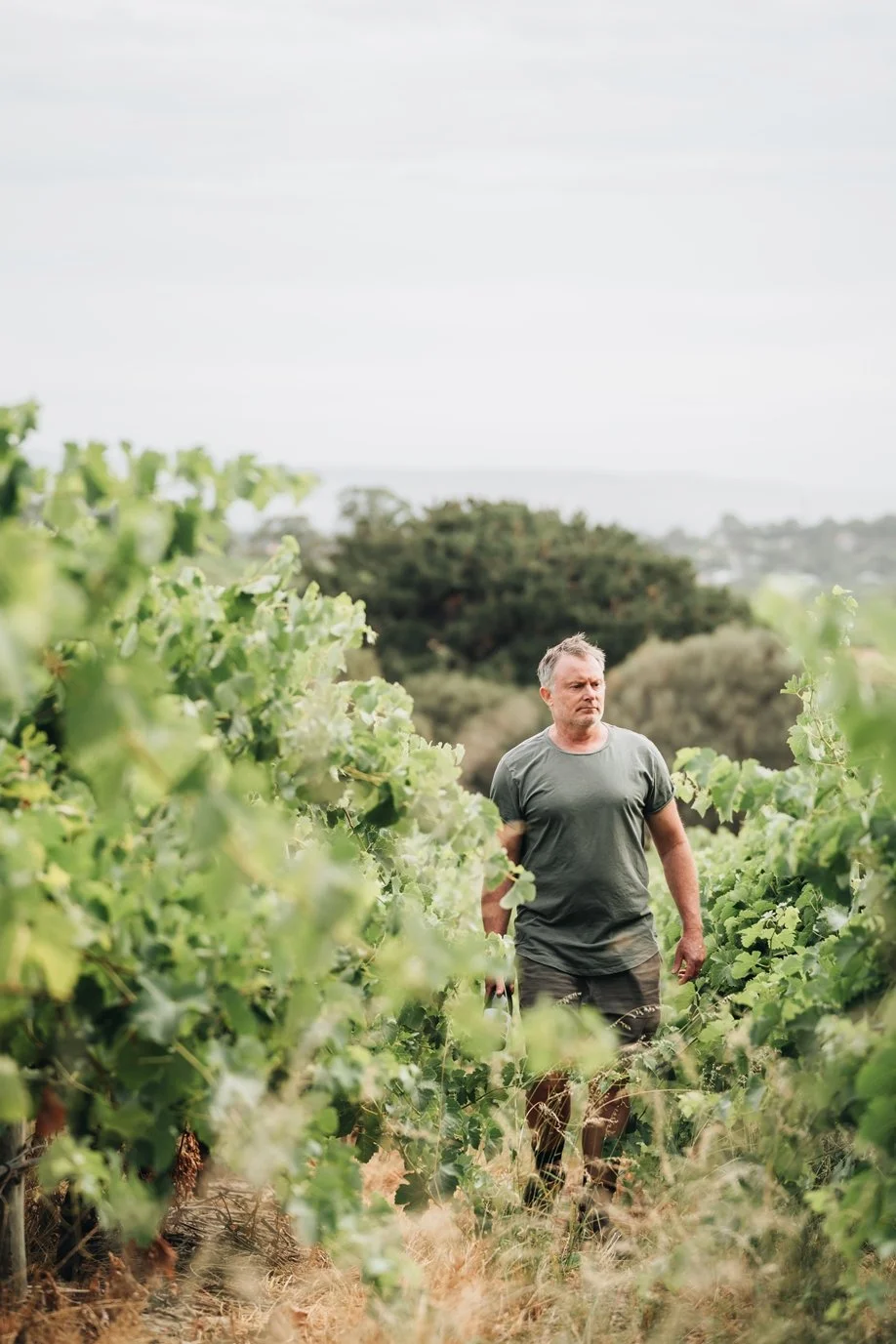 Vineyard Snap Web.jpg