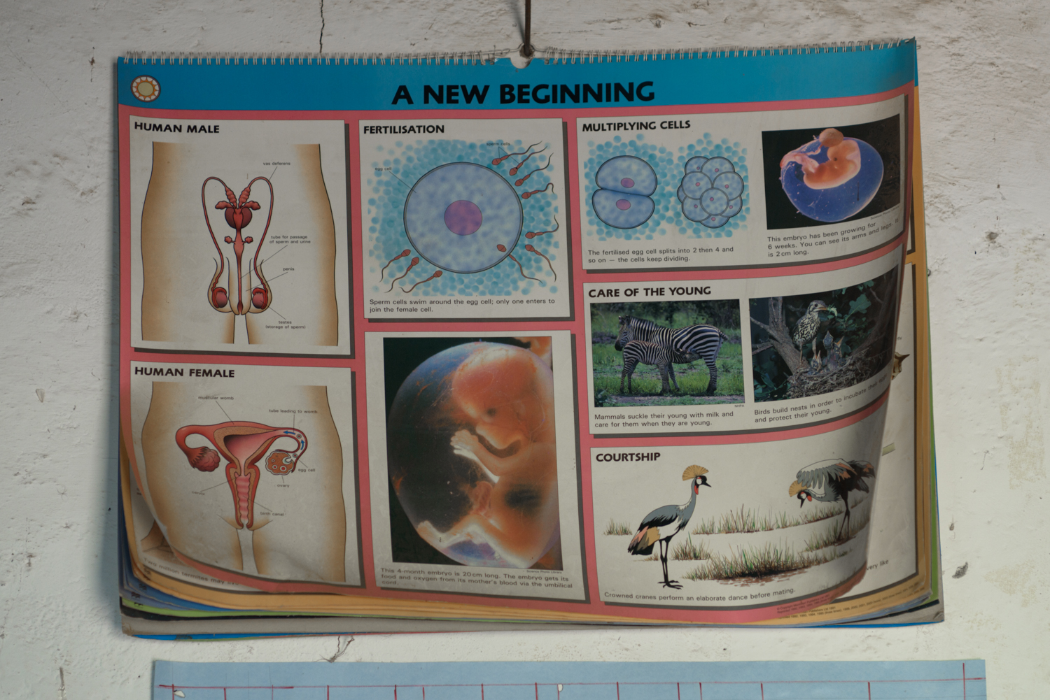 A chart on male and female reproductive system hang on the wall of Ngukumahando Primary School in Migori County. Sex education is hampered by r eligious and cultural taboos in most African nations.