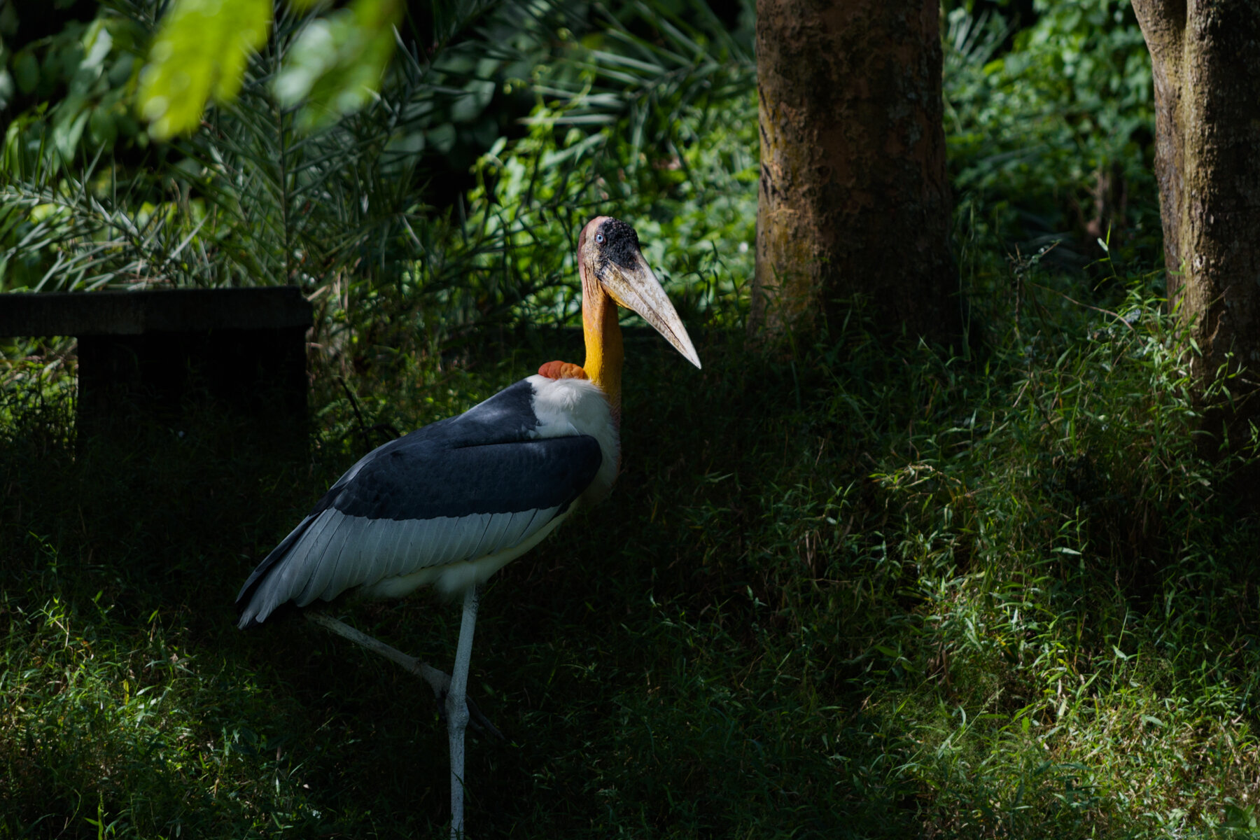  A rescued Greater Adjutant Stork rests at the Assam State Zoo in Guwahati. Young storks sometimes fall from their nests, particularly during the monsoon season. The injured birds are taken to the  zoo's rehabilitation center and are eventually relea