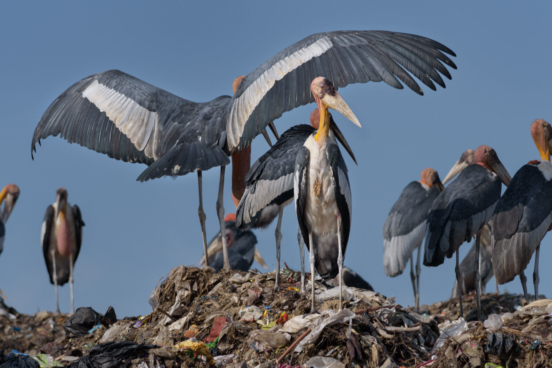  The Boragaon landfill - the largest trash dump in India spreading across 94 acres is home to the Greater Adjutant Stork. The birds are scavengers and therefore dumping sites are an important feeding ground for them. 
