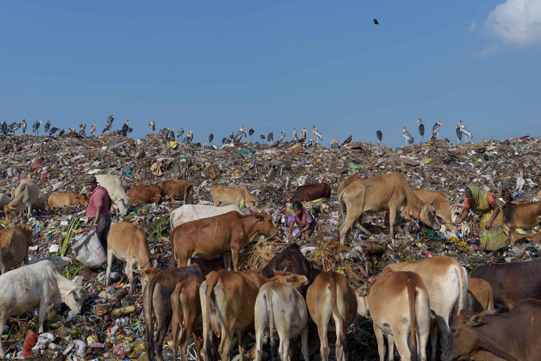  The Boragaon landfill - the largest trash dump in India spreading across 94 acres is home to the Greater Adjutant Stork. The birds are scavengers and therefore dumping sites are an important feeding ground for them. 