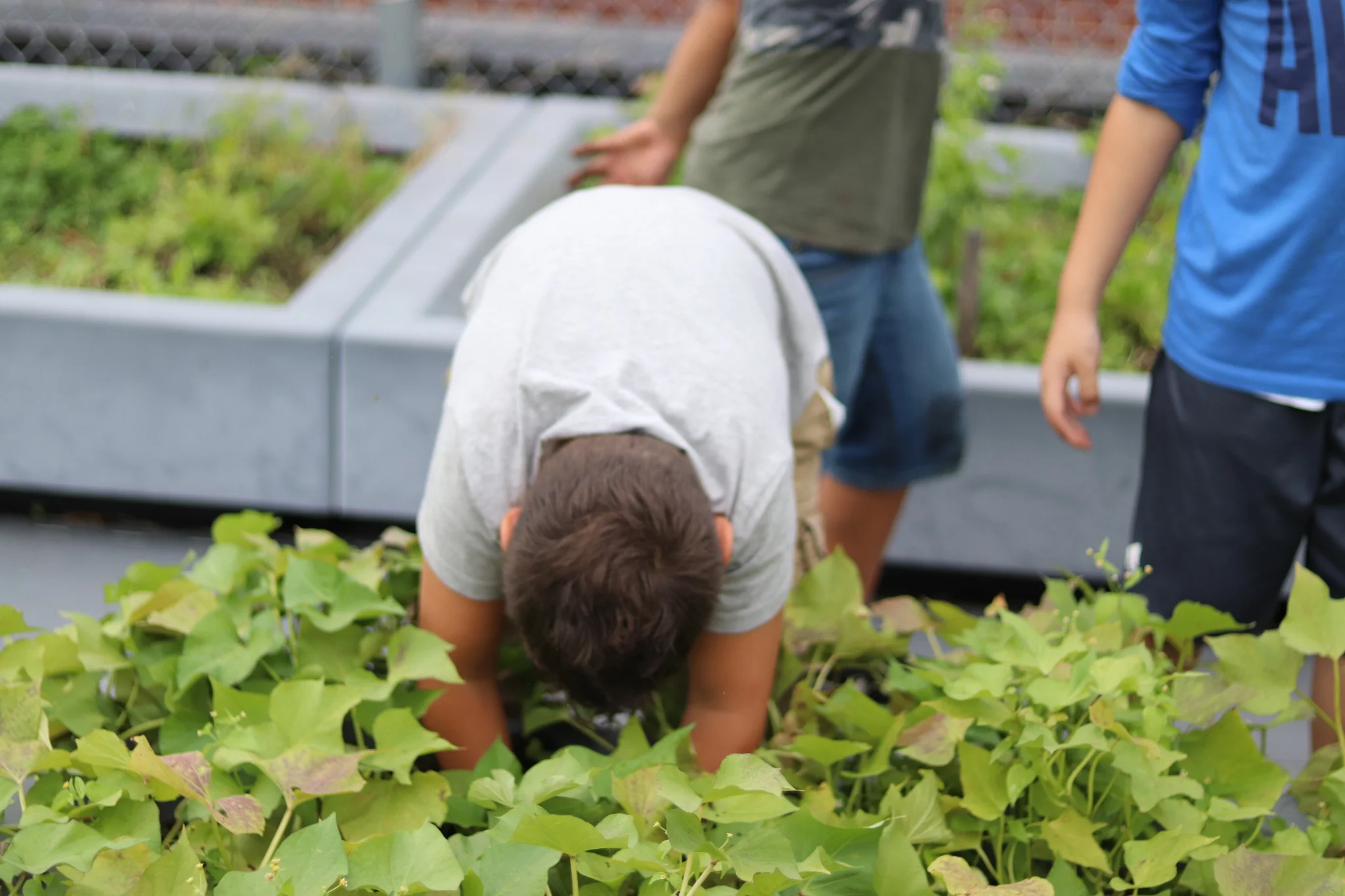 garden 3.jpg