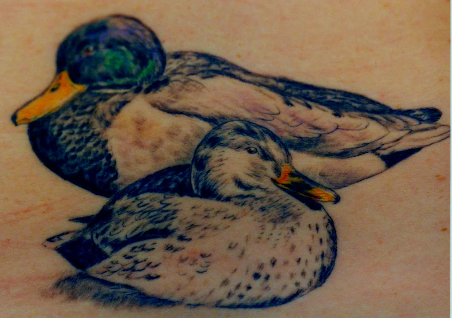 ducks.jpeg