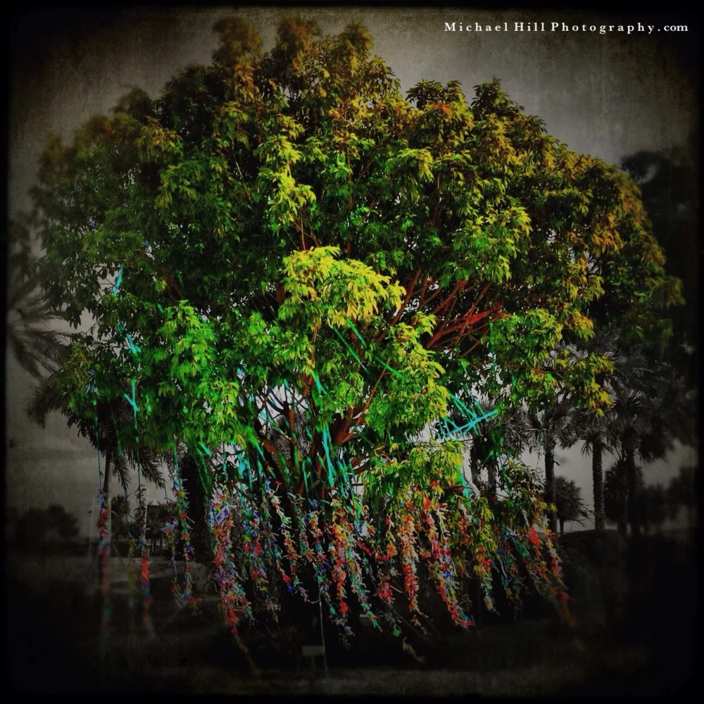 Wish Tree.jpg