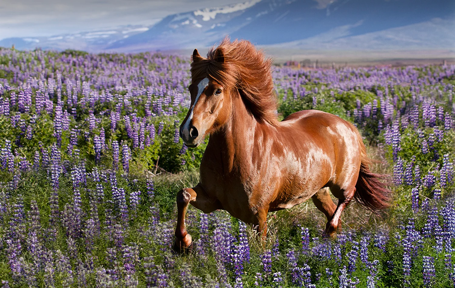 Vokull in the Lupines