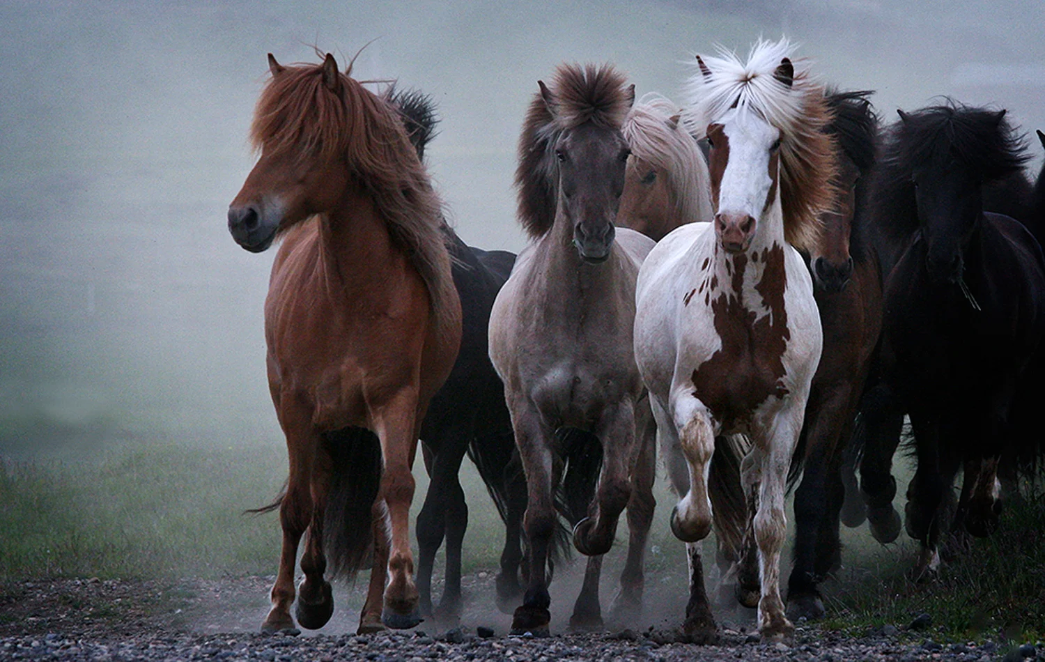 Through the Fog