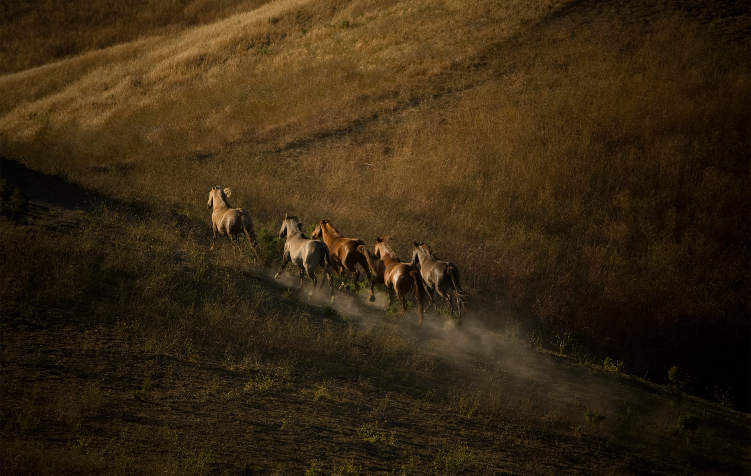 Mustangs, California