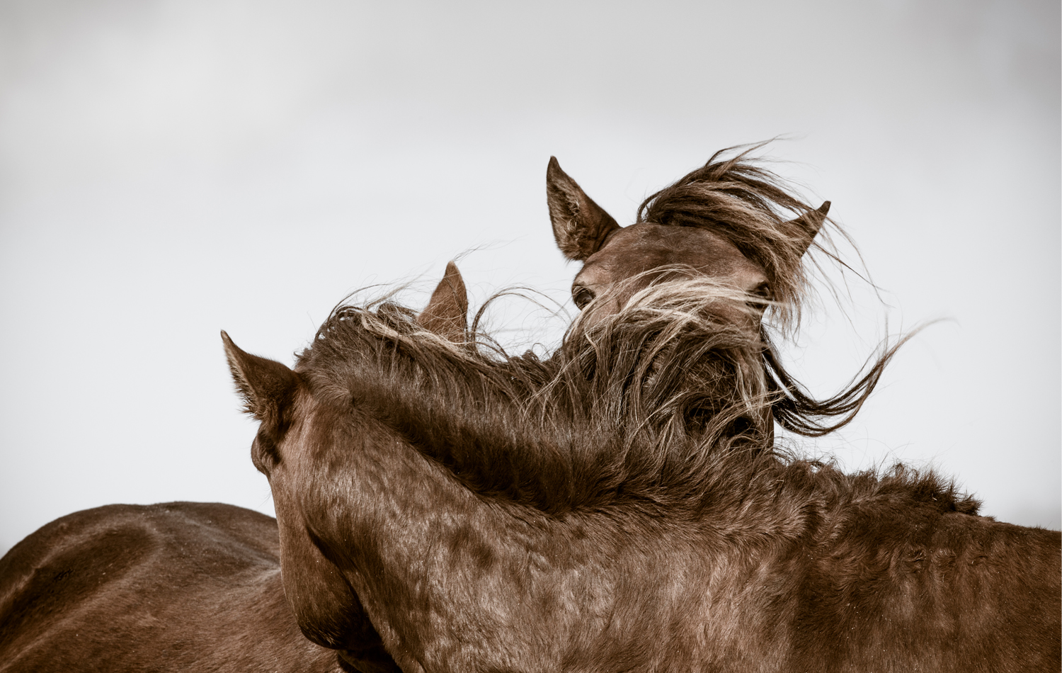 Sable Island, Canada