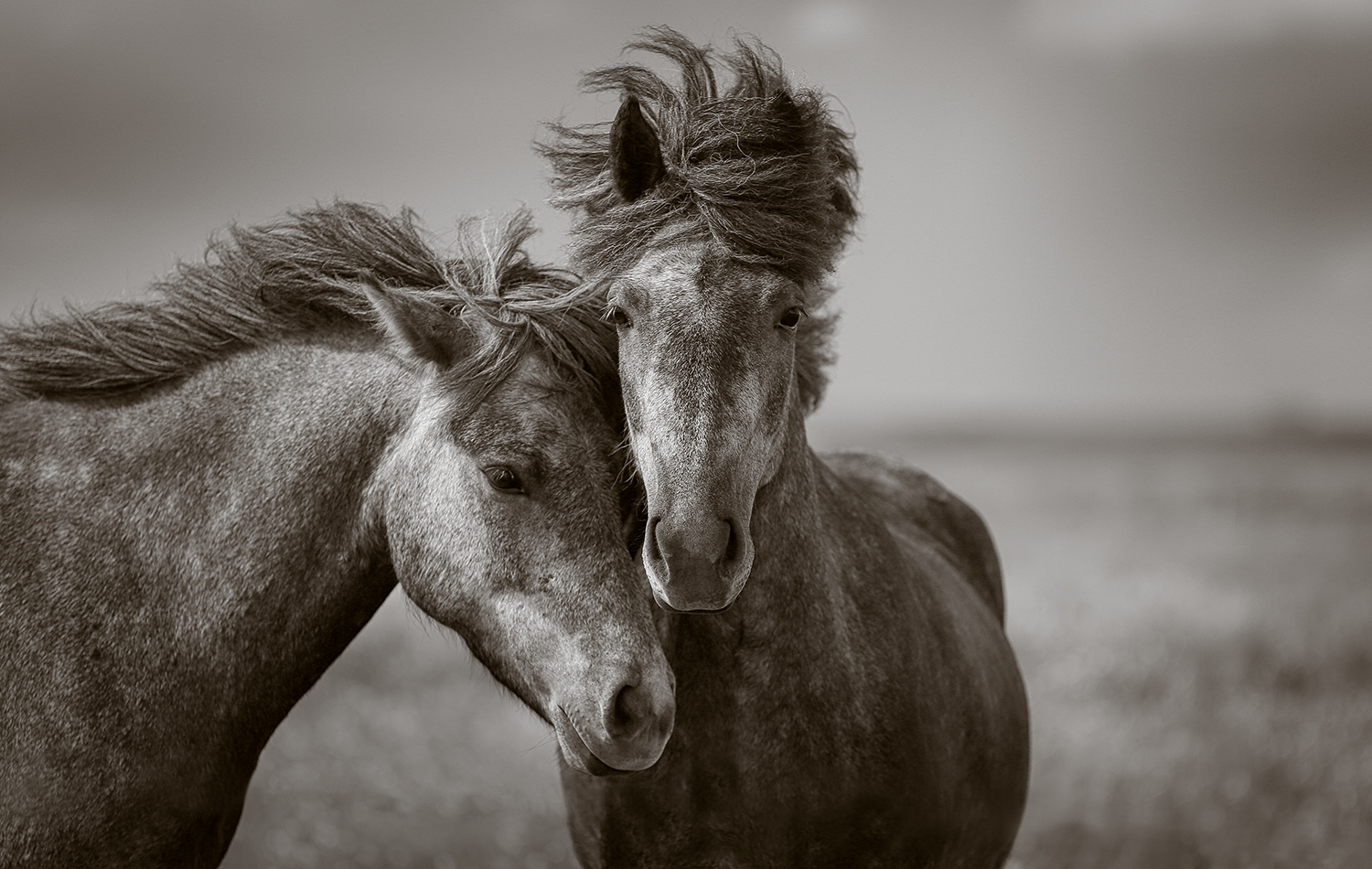 Icelandic Horses — MARTINA GATES FOTOWORKS