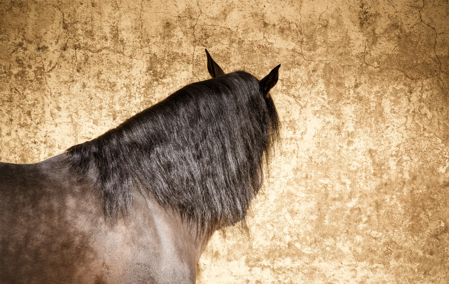 thehorseofcourse-25.jpg