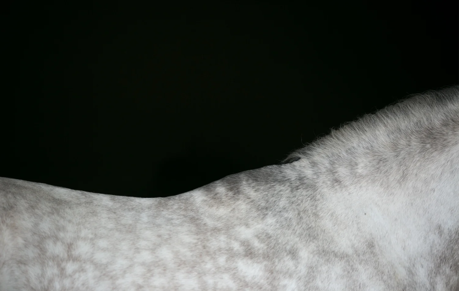 White Back