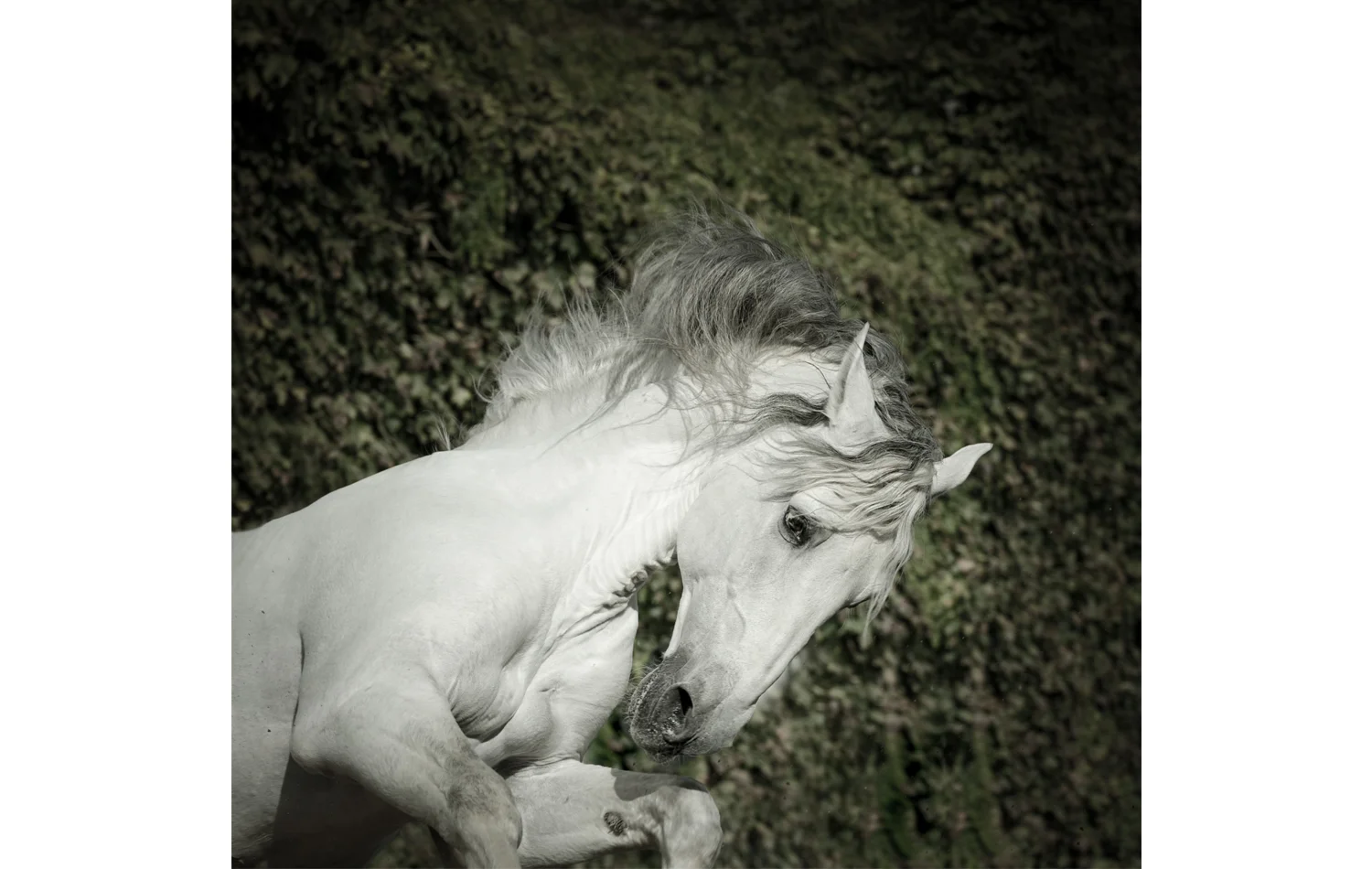 thehorseofcourse-40.jpg