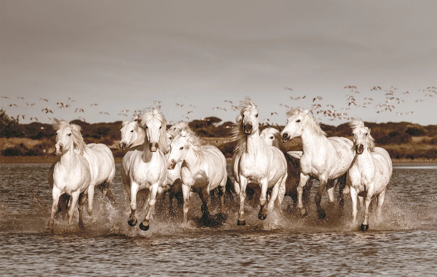 Chasse de Flamants Rose
