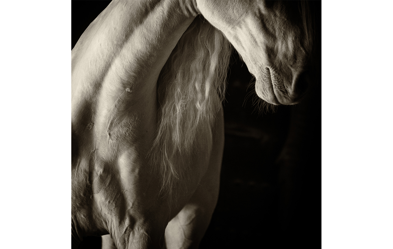 Study of a White Horse I