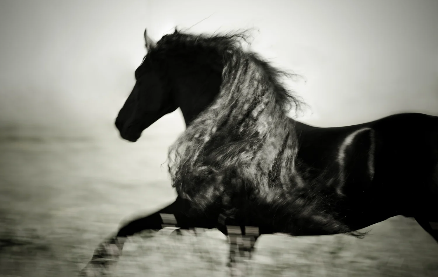 thehorseofcourse-31.jpg