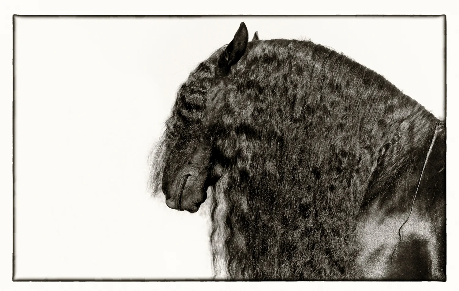thehorseofcourse-32.jpg