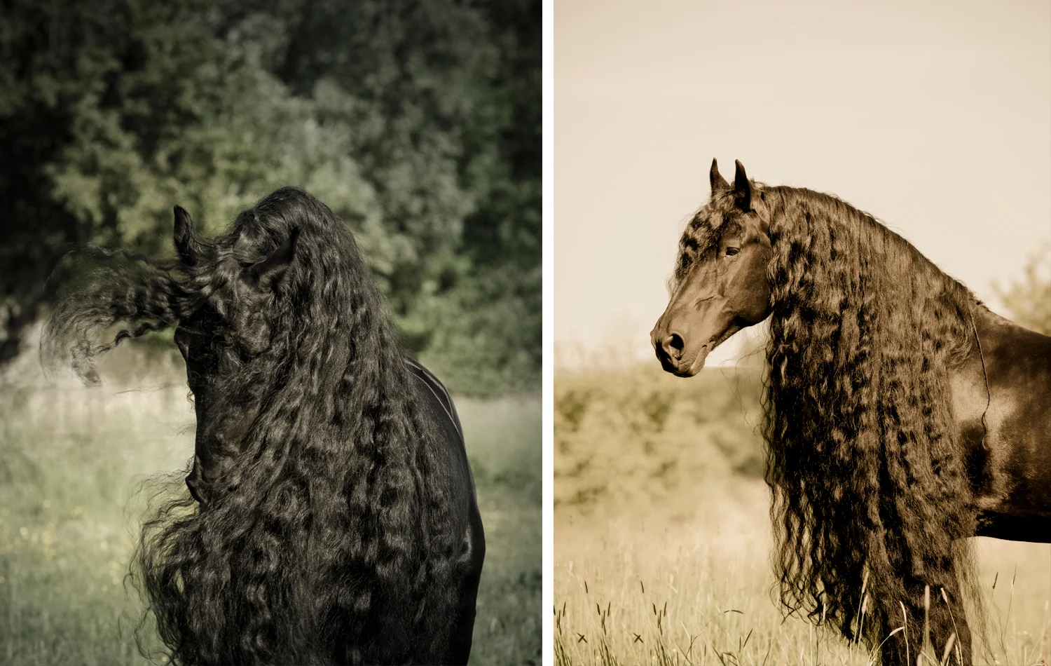 thehorseofcourse-30.jpg