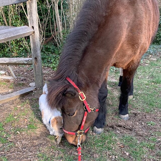 Can we practice some social distancing please? 😂 Seamus loves the horses! #socialdistancing2020 #icelandichorses #russelterrier