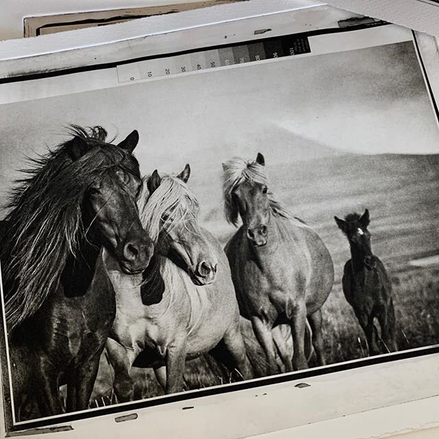 Cleaning out my drawers I found 3 etchings. What a nice surprise;) #icelandichorses #horsesoficeland #equineart #photogravure #martinagatesfotoworks