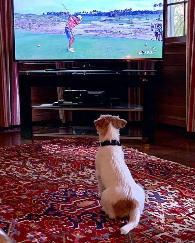Seamus loves to watch TV! So cute to see his head follow the action #dogwatchingtv #russelterrier #jackrussellterrier #martinagatesfotoworks