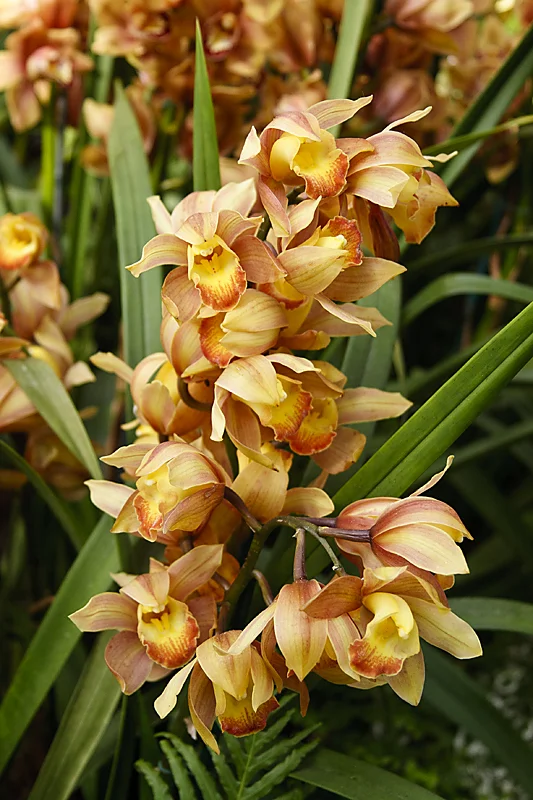 orchid.jpg