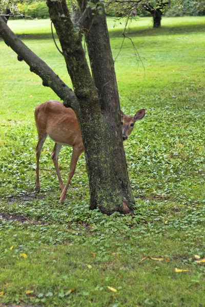 Peekaboo.jpg