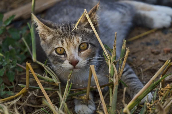 stray.jpg