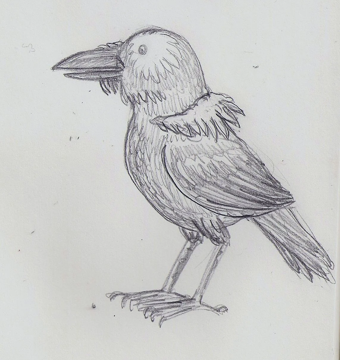 Jasom, a ruff crow, by Isaac