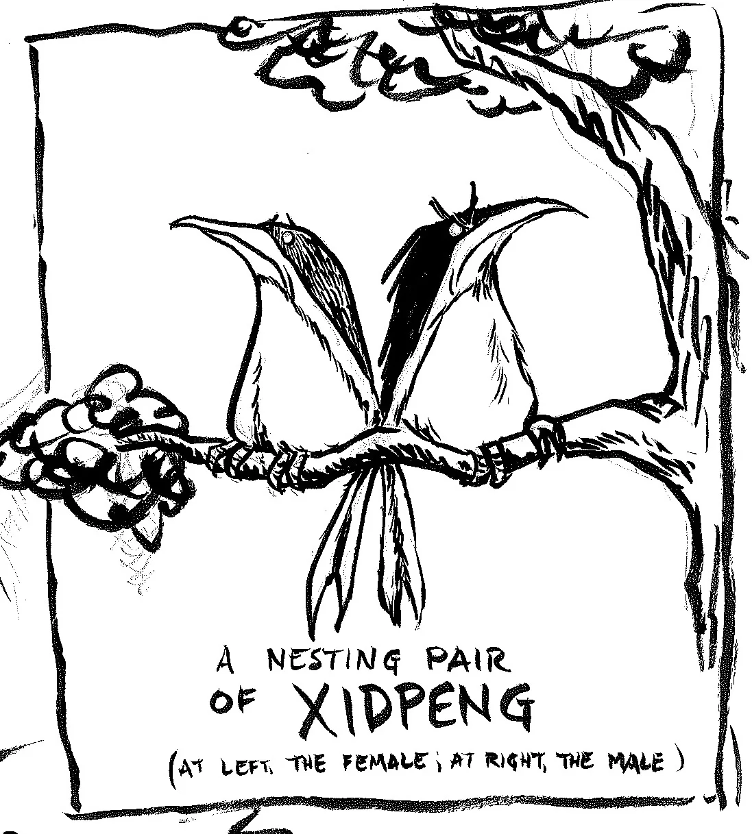 A mated pair of Xidpeng, by Mike