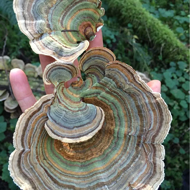 turkeytail2.jpg
