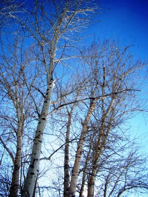 Aspen Blues