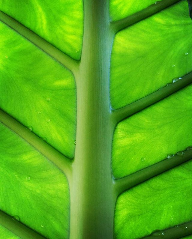  Leaf, Denver Botanic Gardens 