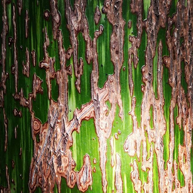  Tree, Denver Botanic Gardens 