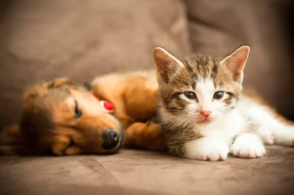 puppykitty.jpg