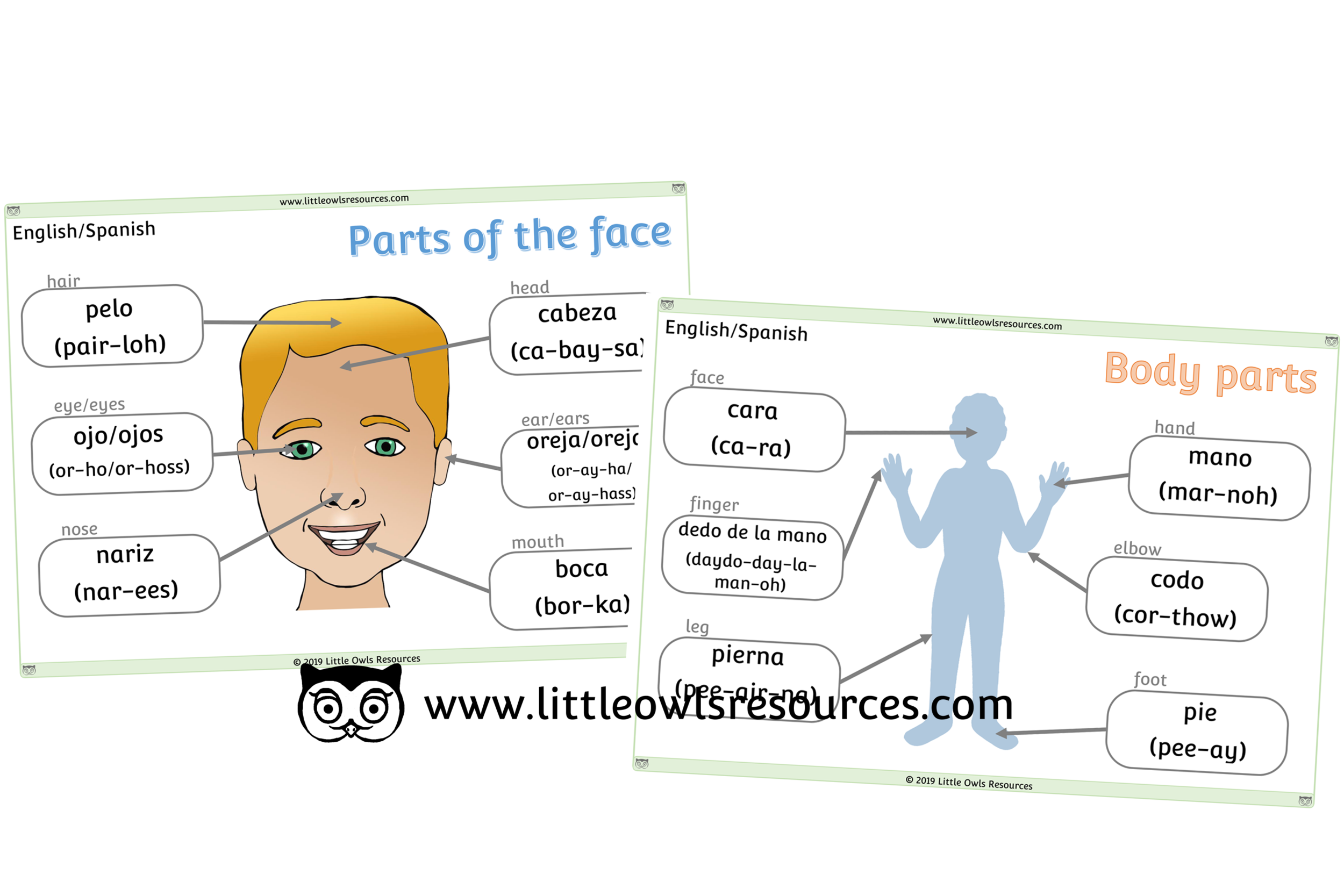 Parts Of The Body In Spanish And English